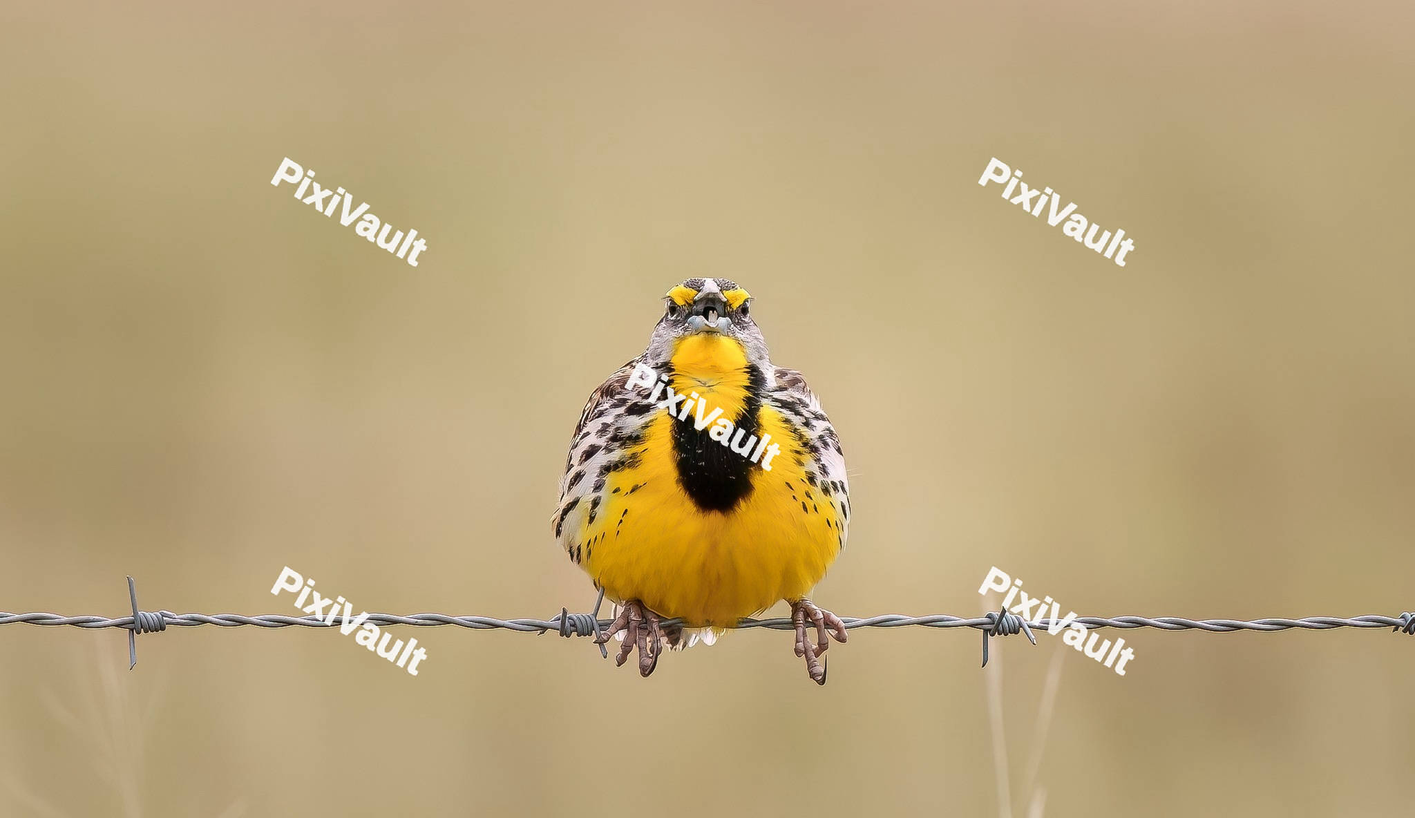 Western meadowlark standing on a wire